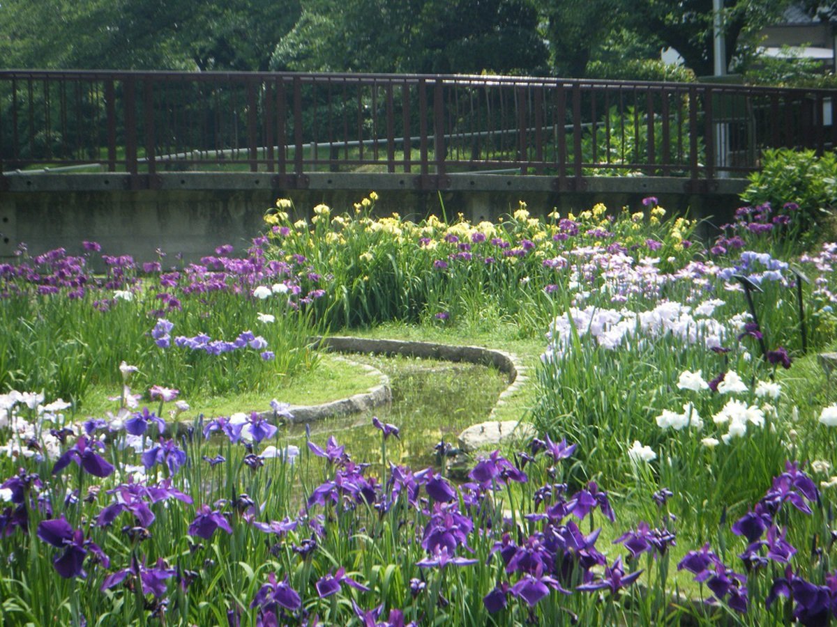 🏞️ 오하마 공원(大浜公園) 이미지 10